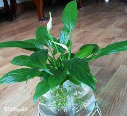 一帆风顺可以水养吗(水培一帆风顺的2个技巧开花不断)-图片3